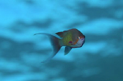 A male Anthias in mid water above the wreck of the Kingston. by Paul Colley 